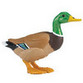 Ducks