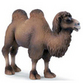 Camels
