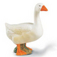 Geese