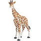 Giraffes