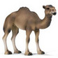 Dromedaries