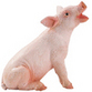 Pigs