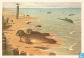 Zeehonden en Bruinvissen