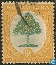 Sinaasappelboom