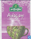 Adaçayi