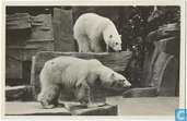 Dierenpark ´Wassenaar´. IJsberen