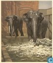Indische Olifanten