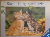 KattenLiefde
