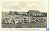 Schaapskooi met de kudde van het Gooische Natuurreservaat