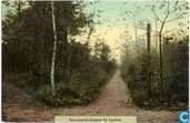 Sterrebosch-Ampsen