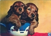 (Twee hondjes)