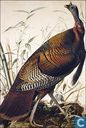 Buch - Verschiedenes - The Birds of America