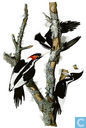 Buch - Verschiedenes - The Birds of America