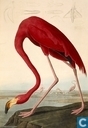 Buch - Verschiedenes - The Birds of America