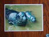 Voor het Kind - Artis - Zeehond met Jong