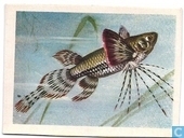 Vlindervis