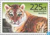 Tijger