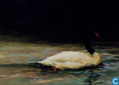 Black-Necked Swan