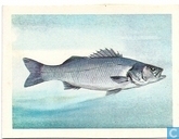 Zeebaars