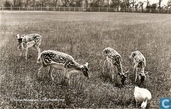 Hertenkamp
