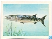 Barracuda