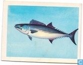Bonito