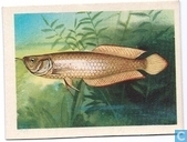 Arowana