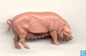 Pig, sow