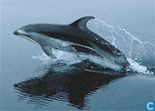 Pacific White-sided Dolphin