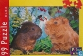 Cavia's