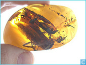 Orthoptera Saltatoria in amber (Springschrecke)