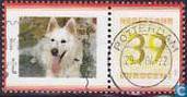 Witte herder
