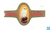 Sneeuwuil