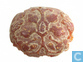 Chinees live tree charm / amulett made from genuine amber