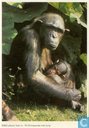 ESSO-album foto nr.19 Chimpansee met jong