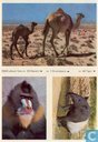 ESSO-album foto nr.20 Mandril, nr.7 Dromedaris en nr.48 Tapir