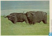 ESSO-album foto nr. 14 Kafferbuffel