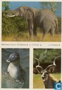 ESSO-album foto nr.42 Zeehond, nr.12 Olifant en nr.4 Koedoe