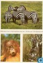 ESSO-album foto nr. 46 Orang-Oetan baby, 16 Zebra en 50 Vogelbekdier