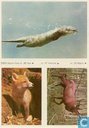 ESSO-album foto nr.40 Vos, nr.37 Visotter en nr.25 Wapiti