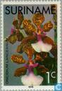 Bloemen