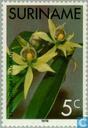 Bloemen