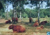 Runderen - Schotse Hooglanders