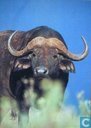 Buffel