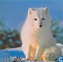 White Fox