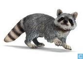 coon