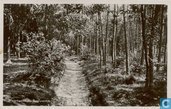 Boslaantje 