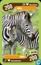 zebra