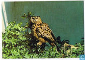 Knokke - Zoute - La réserve ornithologique du Zwin - Het vogelreservaat van het Zwin - Oehoe - Hibou Grand-Duc - Eagle-Owl - Uhu