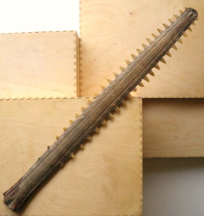 Sawfish tooth - Rostrum of a Sawfish, Pristis - 62 cm
